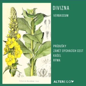 Divizna - Verbascum
