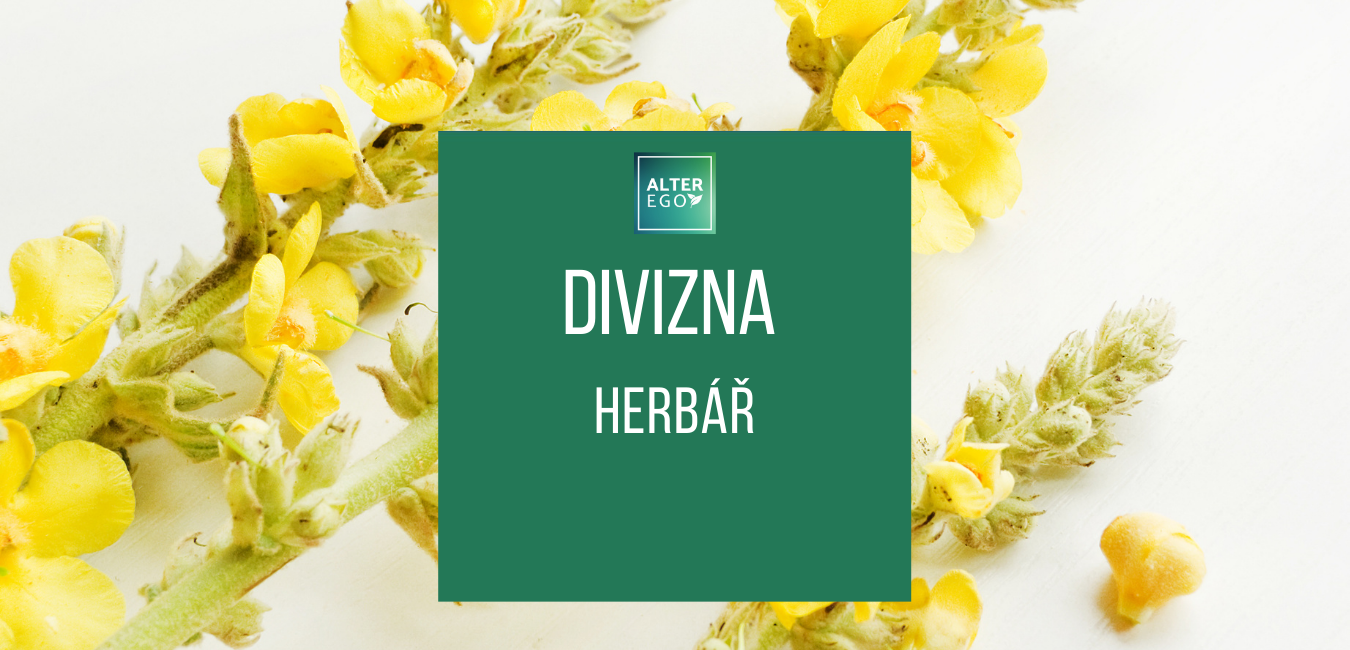 Divizna - Verbascum