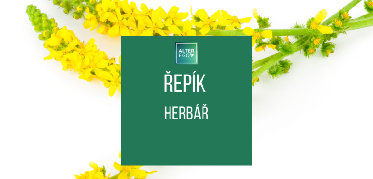 Herbář - Řepík lékařský