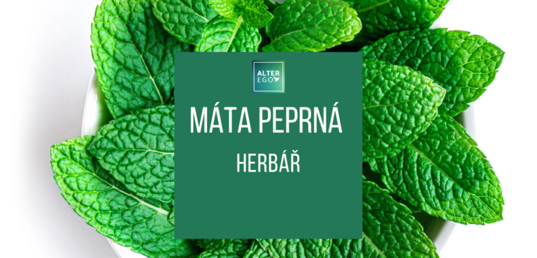Máta peprná