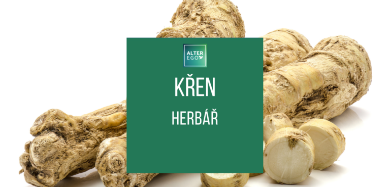 Křen