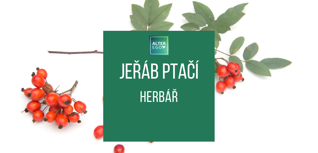 Jeřáb Ptačí