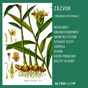 Zázvor