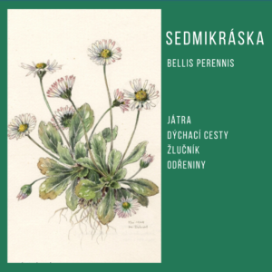 Sedmikráska chudobka