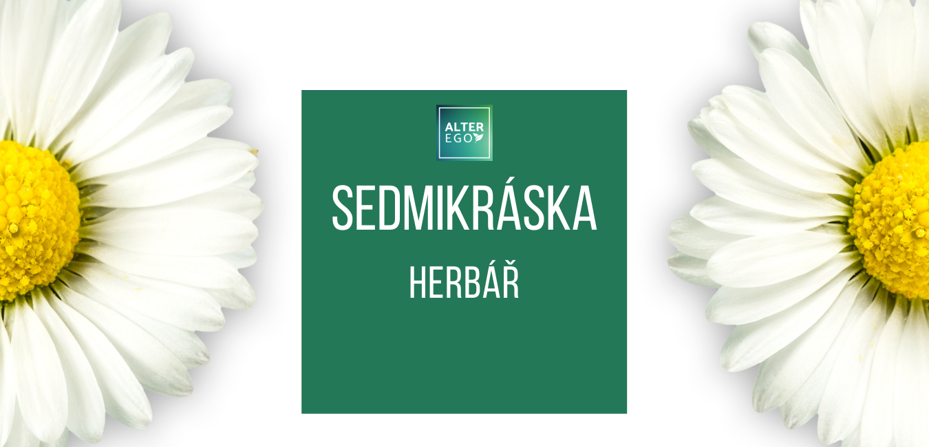 Sedmikráska chudobka