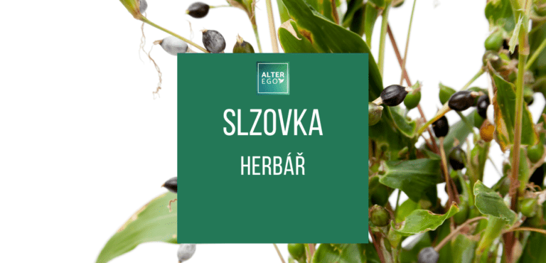 Slzovka obecná - náhledovka